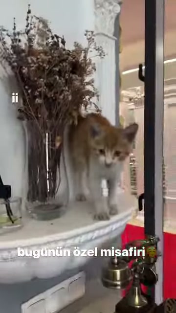 Klasik başlıklı sütunun önünde kameraya bakan küçük kedi görülüyor