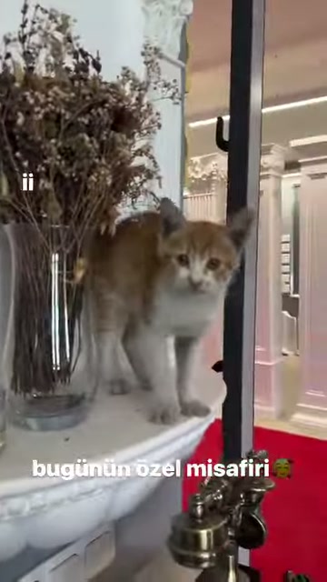 Beyaz dekoratif sütun yanında dikkatle etrafı izleyen kedi duruyor