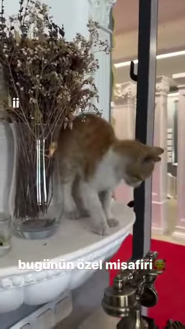 Sütun kaidesinin köşesinde aşağıya doğru bakan kedi görülüyor