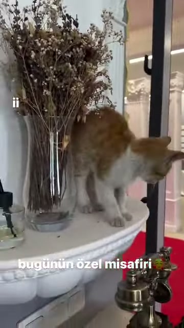 Vazo ve yivli sütun arasında başını eğen kedi bulunuyor