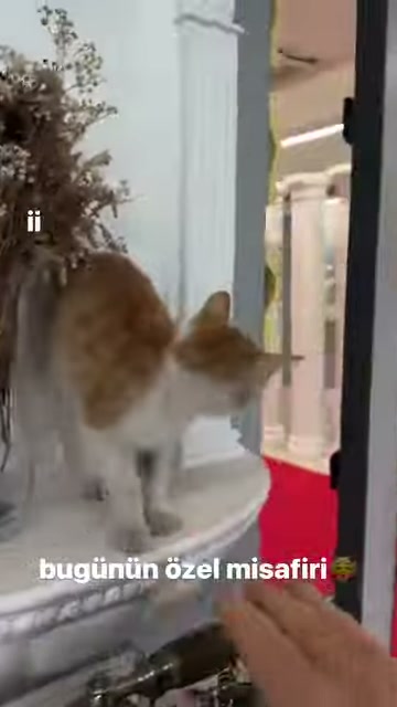 İşlemeli beyaz kaide üzerinde uzanan ele yaklaşan kedi görülüyor