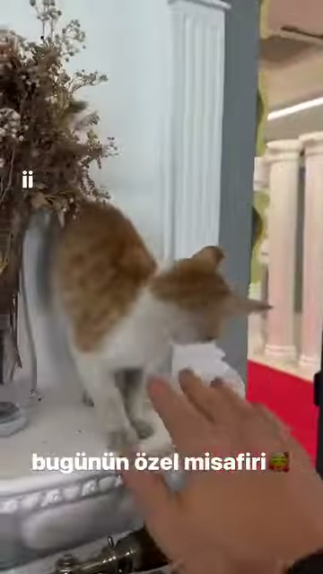 Bir el klasik sütun kaidesindeki kediyi okşamak için uzanıyor