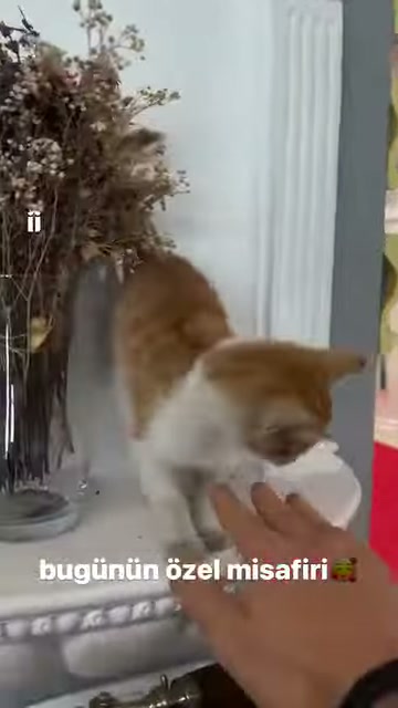 Turuncu beyaz kedi dekoratif sütun önünde uzatılan eli kokluyor