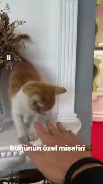 Kedi yivli sütunun kaidesinde insan eliyle temas ediyor
