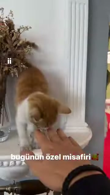 Showroomdaki sütun kaidesinde duran kedi uzatılan eli inceliyor