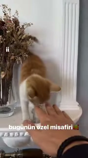 Kuru çiçeklerin önündeki kedi açık ele doğru eğiliyor