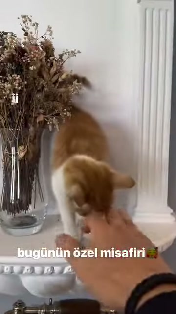 Dekoratif sütun tabanındaki kedi insanın parmaklarını kokluyor