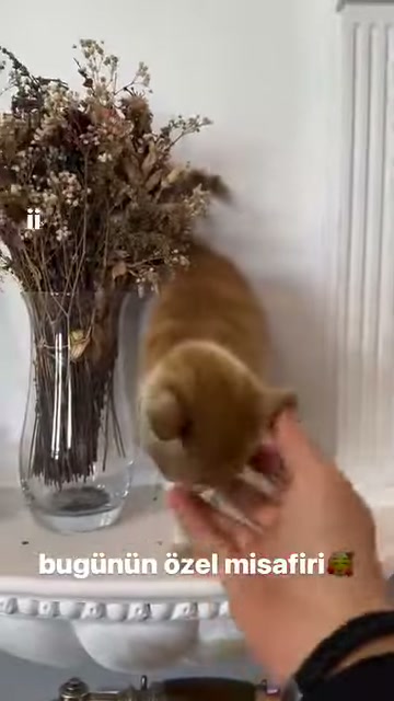 Uzatılan avuca yaklaşan kedi beyaz sütun önünde duruyor