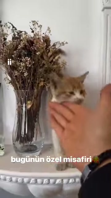 Kedi klasik sütun önünde uzatılan ele yüzünü yaklaştırıyor