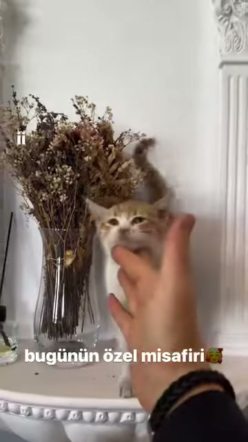 Kuru dalların yanında duran kedi uzatılan parmakları kokluyor